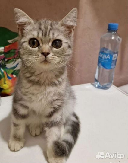 Шотландские котята, торг есть