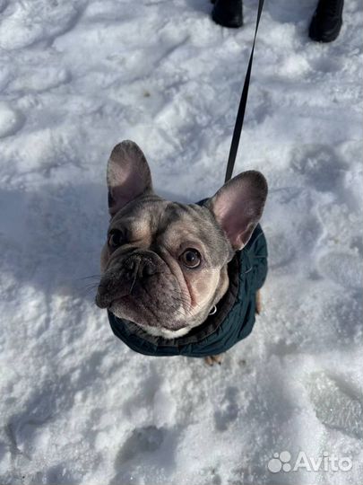 Французкий бульдог (кобель) вязка