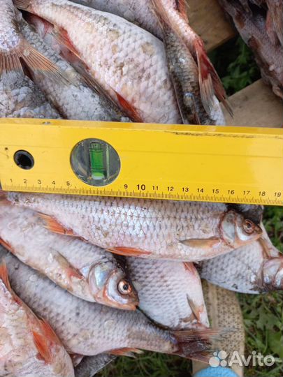 Рыба свежемороженая