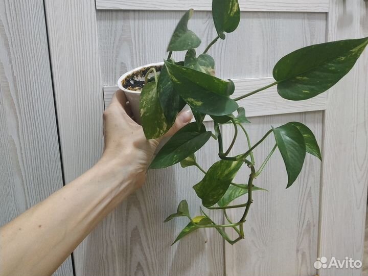 Сциндапсус N'joy, эпипремнум золотистый