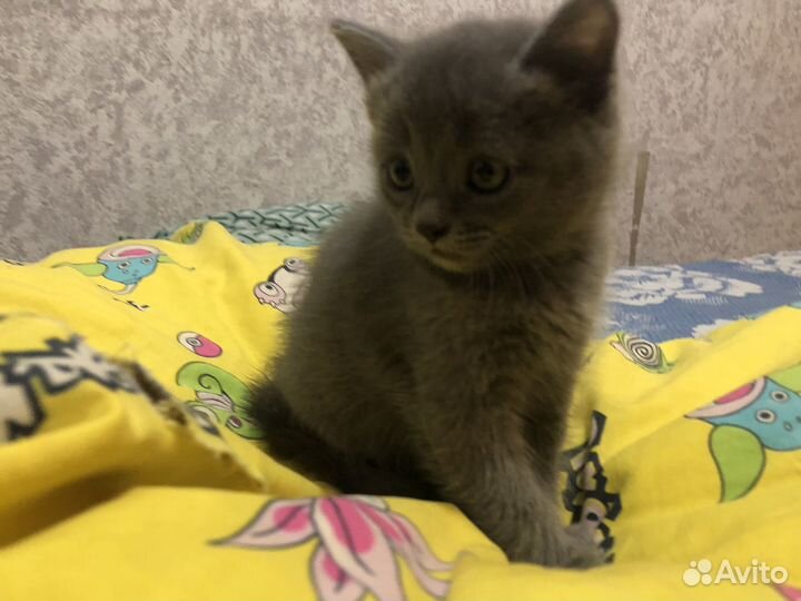 Шотландские вислоухие,Британские котята