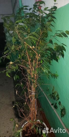 Фикус бенджамина большой