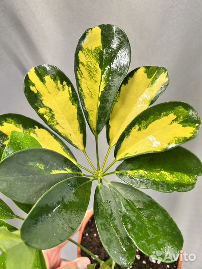 Комнатные цветы-шефлера