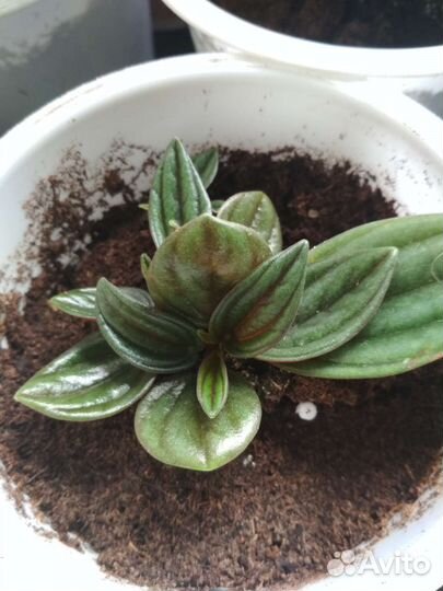 Пеперомия россо