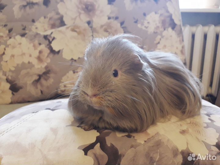 Морская свинка мальчик на вязку