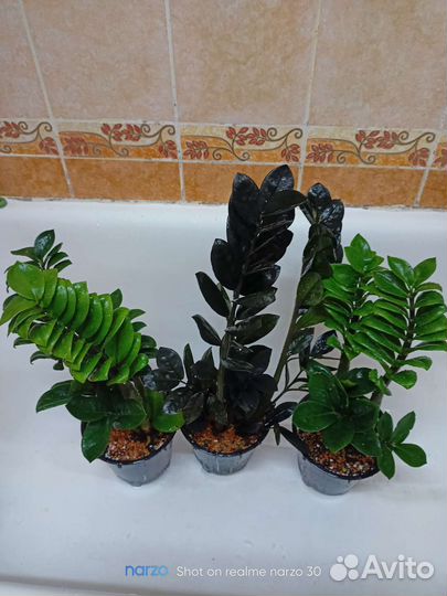 Замиокулькас черный равен