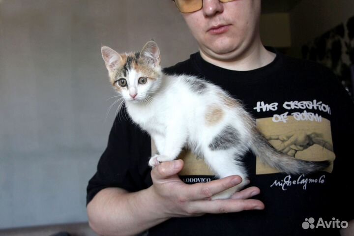 Котята