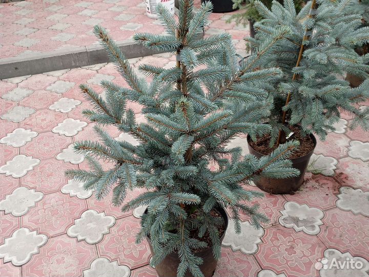 Ель голубая