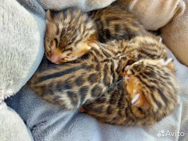 Чистокровные бенгалы