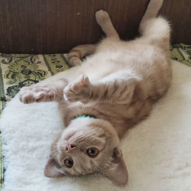 Котёнок в добрые руки