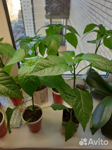 Рассада перцев и помидор