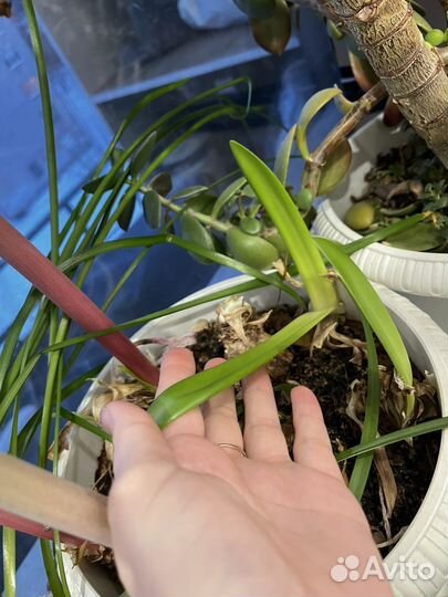 Гиппиаструм