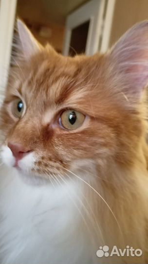 Кот в добрые руки