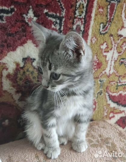 Маленький серый котик, в заботливую семью