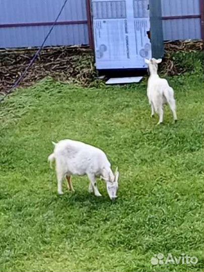 Козы дойные
