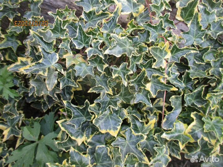 Садовые лианы