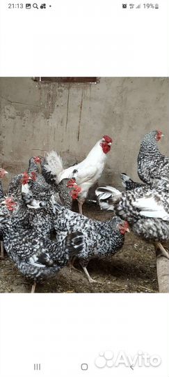 Инкубационное яйцо Пушкинская