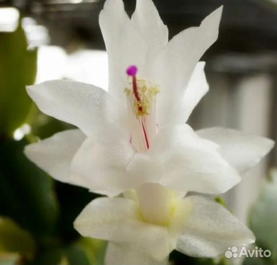 Декабрист Malissa