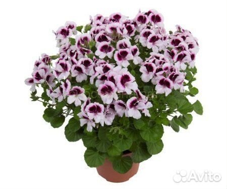 Пеларгония Ангелс Москвитавей Лиззи