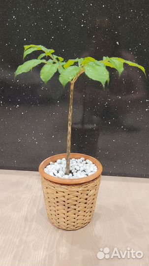 Аморфофаллус