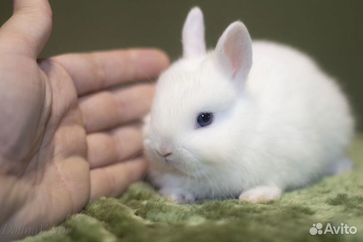 Гермелин, мальчик, белый голубоглазый