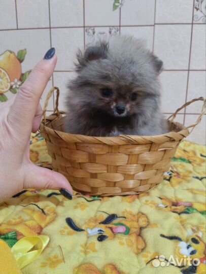 Померанский шпиц мини