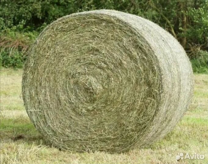 Сено в рулонах