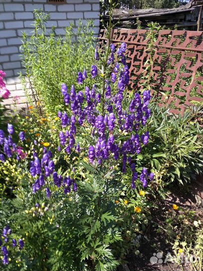 Садовый цветок аконит кустом,лилии