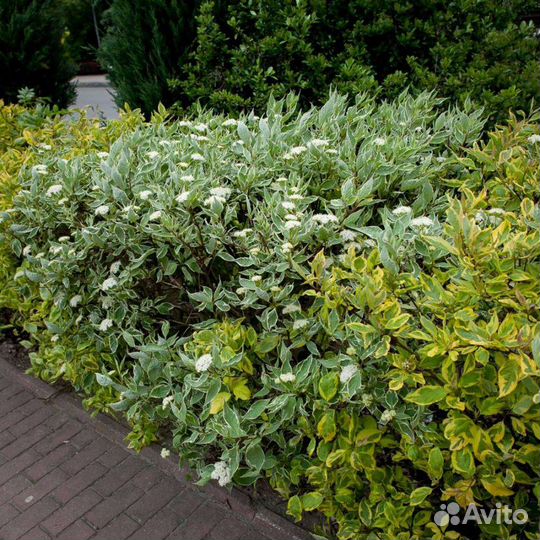 Саженцы дерна белого Сибирика