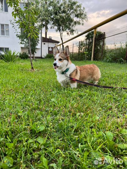 Вельш-корги пемброк вязка