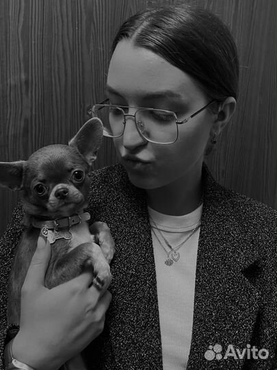 Выгул собак