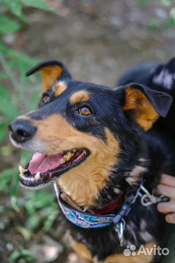 Собака-мечта из приюта