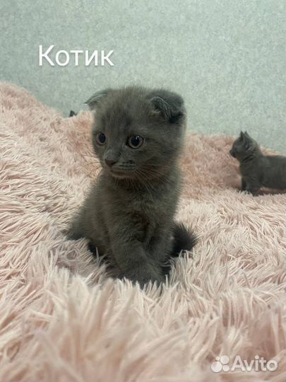 Британские котята