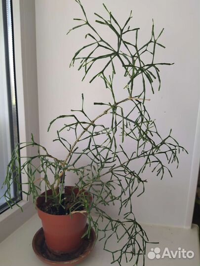 Сансивиерия и другие цветы