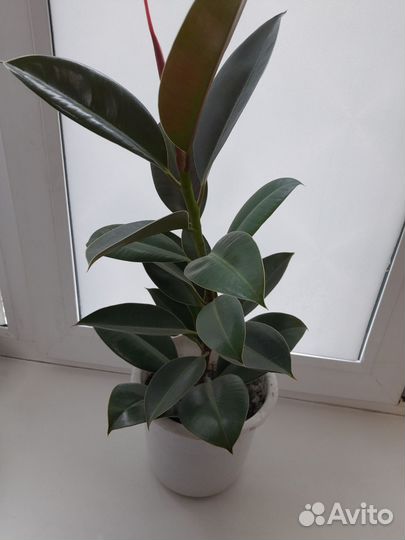 Комнатные цветы