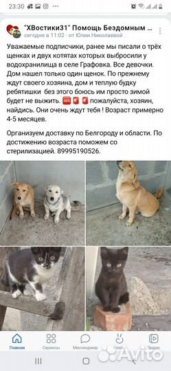 Собака в добрые руки