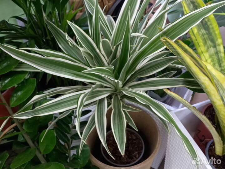 Юкка, драцена, антуриум