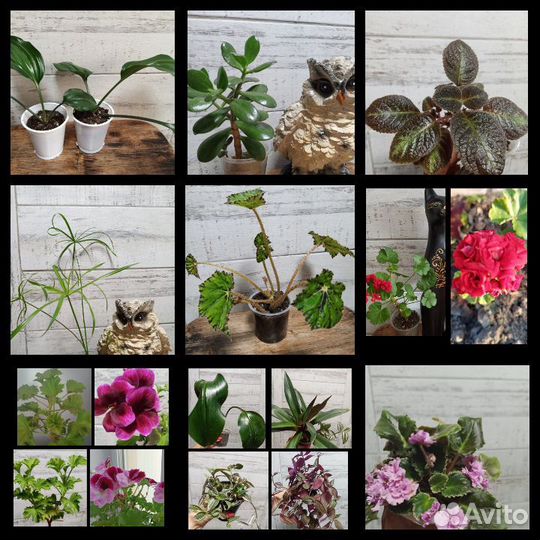 Комнатные цветы