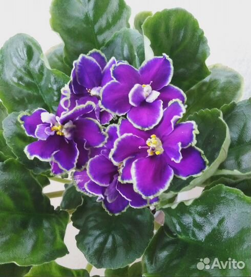 Фиалка Детки Наборы, ук. Черенки, срез