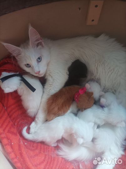 Котята мейн-кун