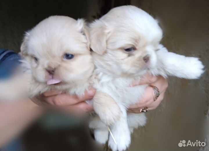 Щенки пекинеса