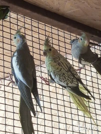 Попугай карелла