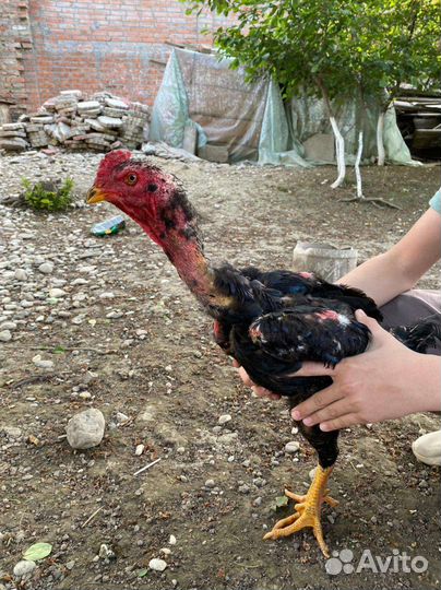 Бойцовые петухи