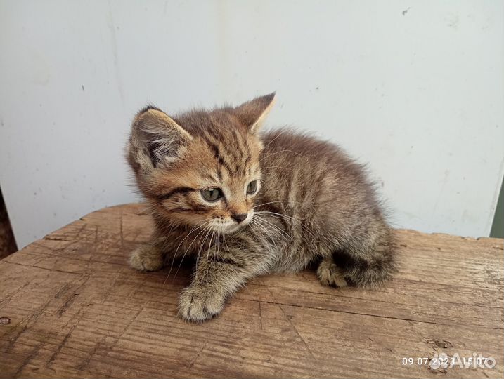 Котята, отдам в добрые руки