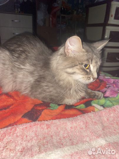 Кошка в дар бесплатно