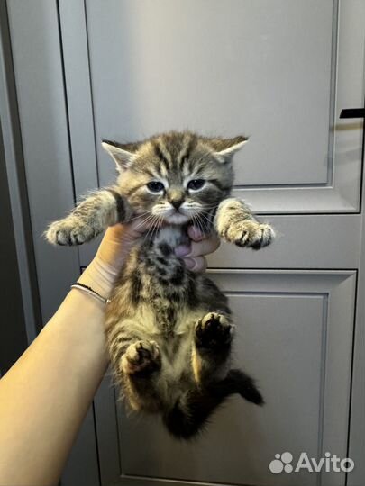 Котята в добрые руки мешанные с британцем