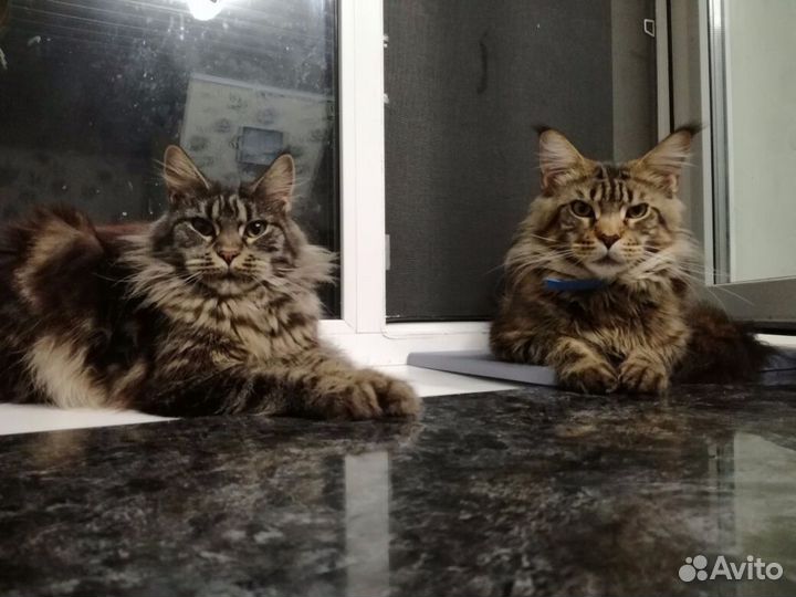 Мейн-кун котёнок- шикарная кошечка