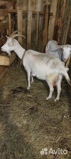 Коза дойная