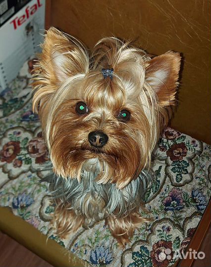 Вязка Йоркширский терьер мини