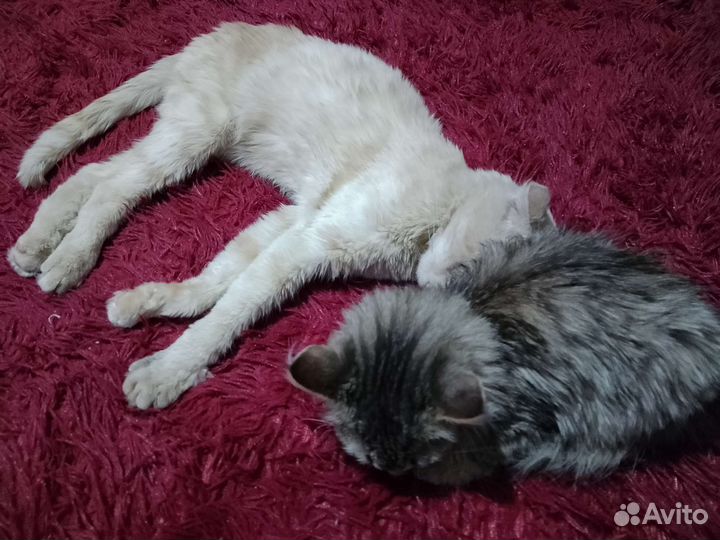 Кошка